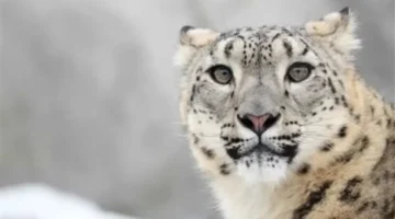 تحذير رسمي.. مخاطر الاقتراب من الحيوانات البرية بعد حادثة فويون ونمر الثلوج النادر